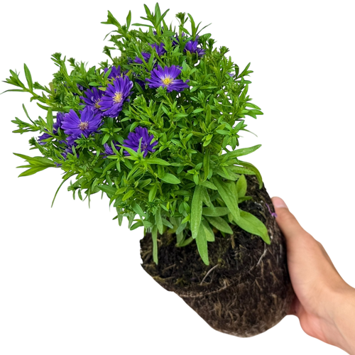 Aster ‘Alpha Dark Purple Space’ — Hardy Perennial, 2L Pot