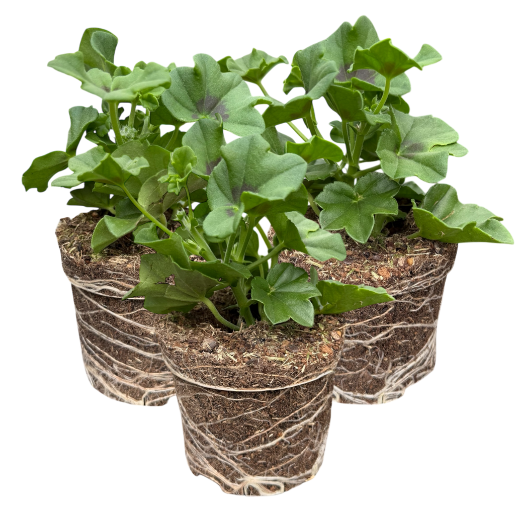 Geranium 'Trailing Blanche Roche' — Half-Hardy Annual, 10.5cm Pot (Set of 3)