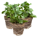 Geranium 'Trailing Blanche Roche' — Half-Hardy Annual, 10.5cm Pot (Set of 3)