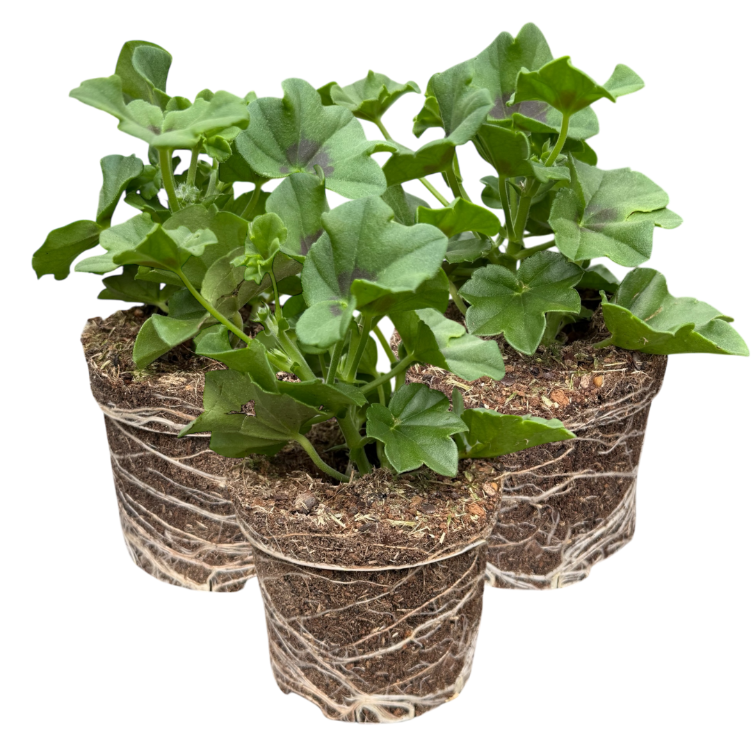 Geranium 'Trailing Blanche Roche' — Half-Hardy Annual, 10.5cm Pot (Set of 3)