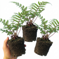 Lady ‘in Red’ — Deciduous Perennial Fern, 11cm Pot (Set of 3 or 6)