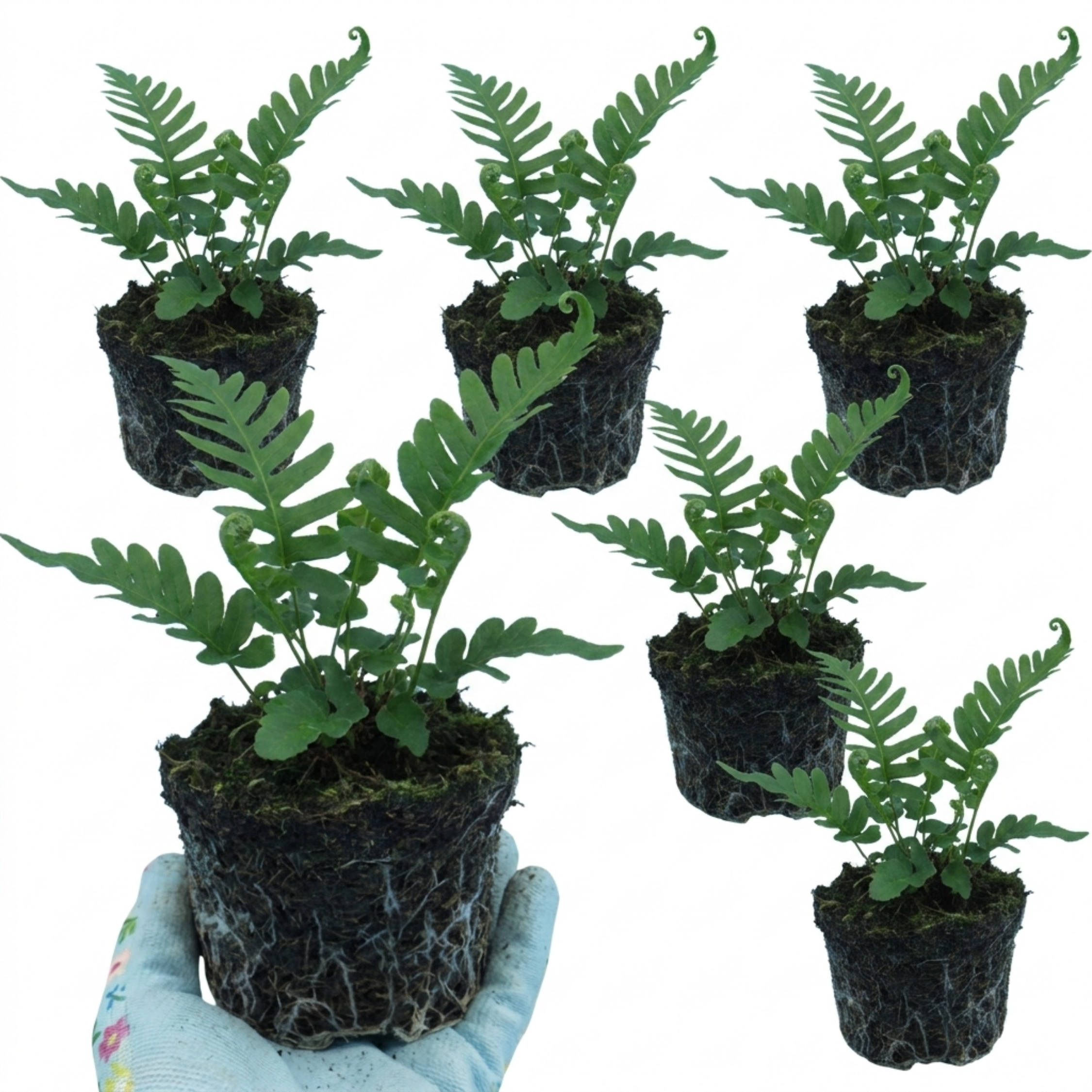 Evergreen ‘Polypodium Vulgare’ — Evergreen Fern, 11cm Pot (Set of 3 or 6)