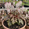 Tiarella ‘Sugar and Spice Foam’ — Hardy Perennial (semi-evergreen), Bee-Friendly, 2L Pot