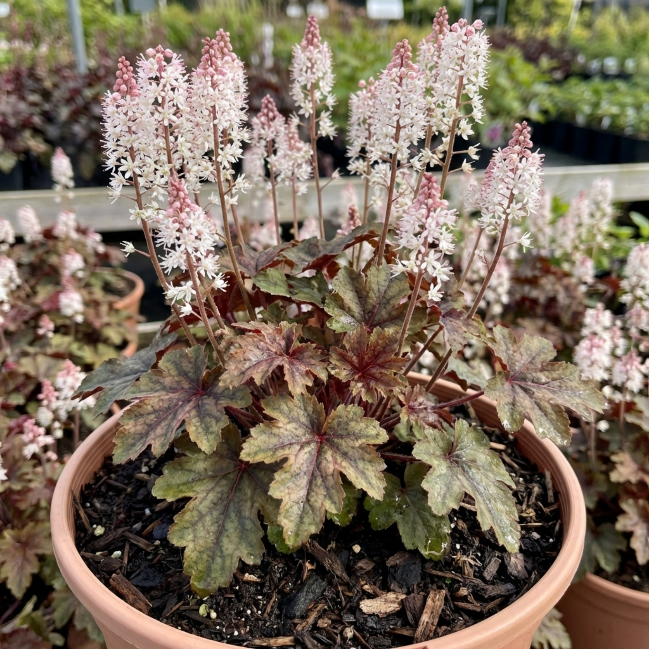 Tiarella ‘Sugar and Spice Foam’ — Hardy Perennial (semi-evergreen), Bee-Friendly, 2L Pot