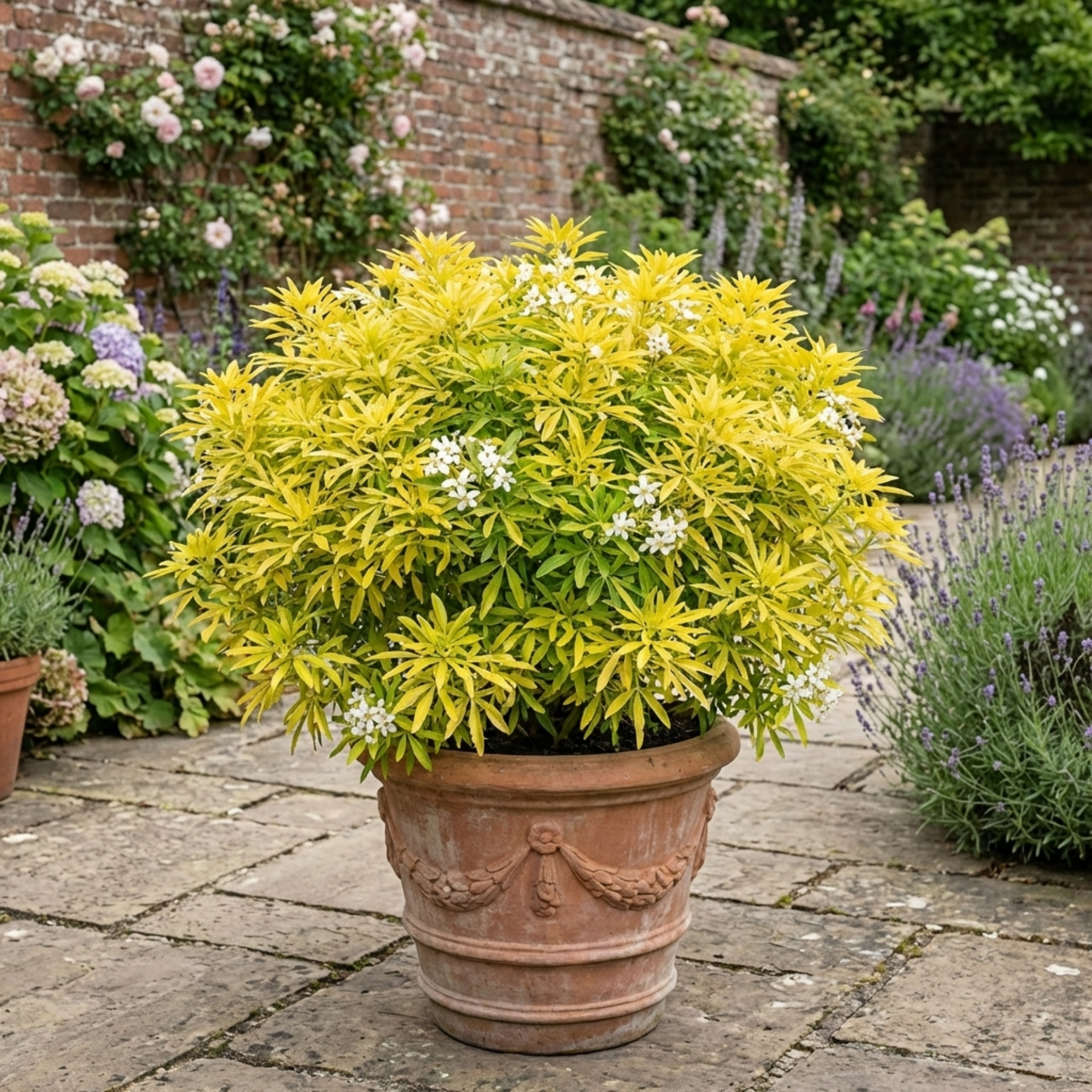 Choisya ‘Goldfinger’ — Hardy Evergreen Shrub, Bee-Friendly, 3L Pot
