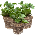 Geranium ‘Tornado White’ — Hardy Perennial, 10.5cm Pot