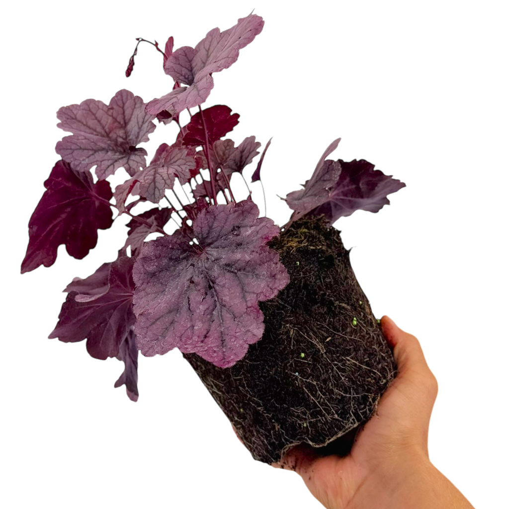 Heuchera ‘Grape Timless’ — Hardy Perennial, 2L Pot