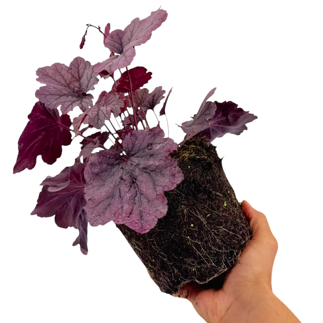 Heuchera ‘Grape Timless’ — Hardy Perennial, 2L Pot