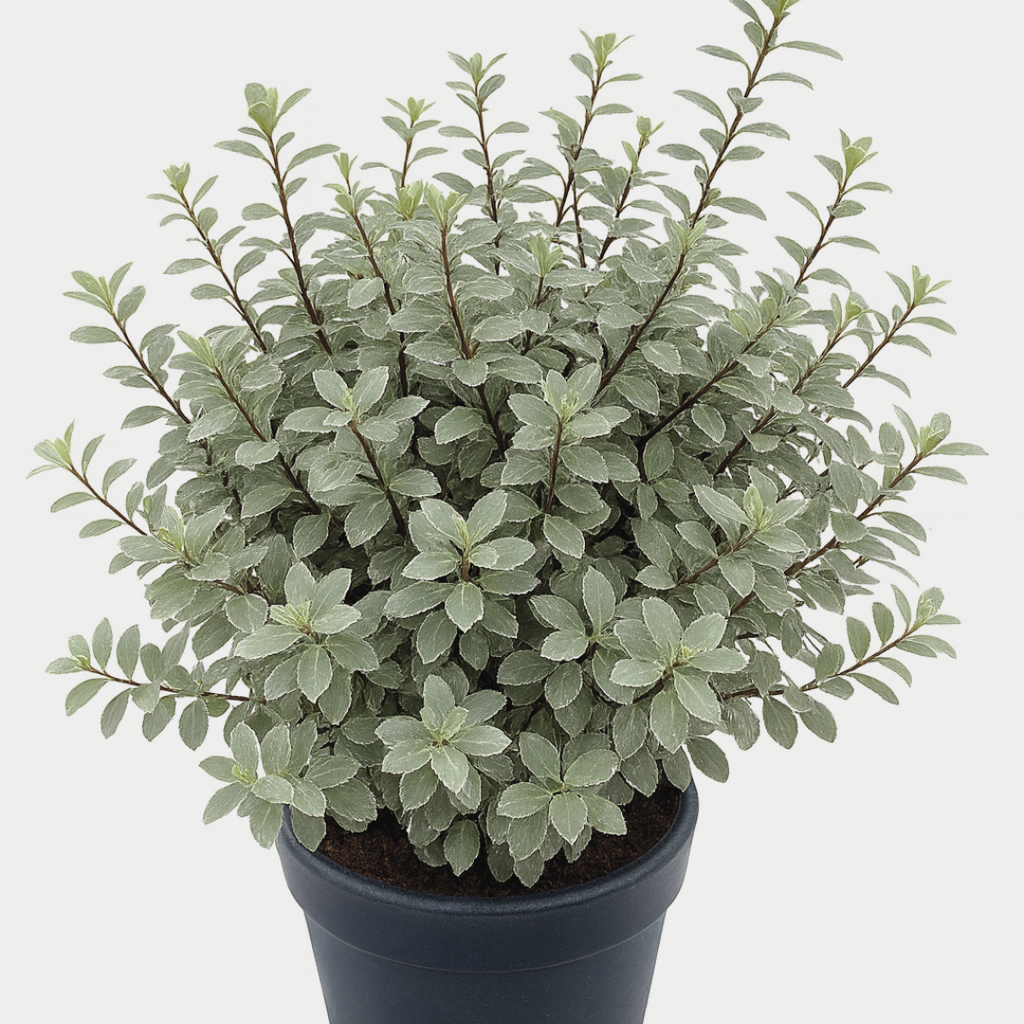 Pittosporum ‘Silver Ball’ — Hardy Shrub, 3L Pot