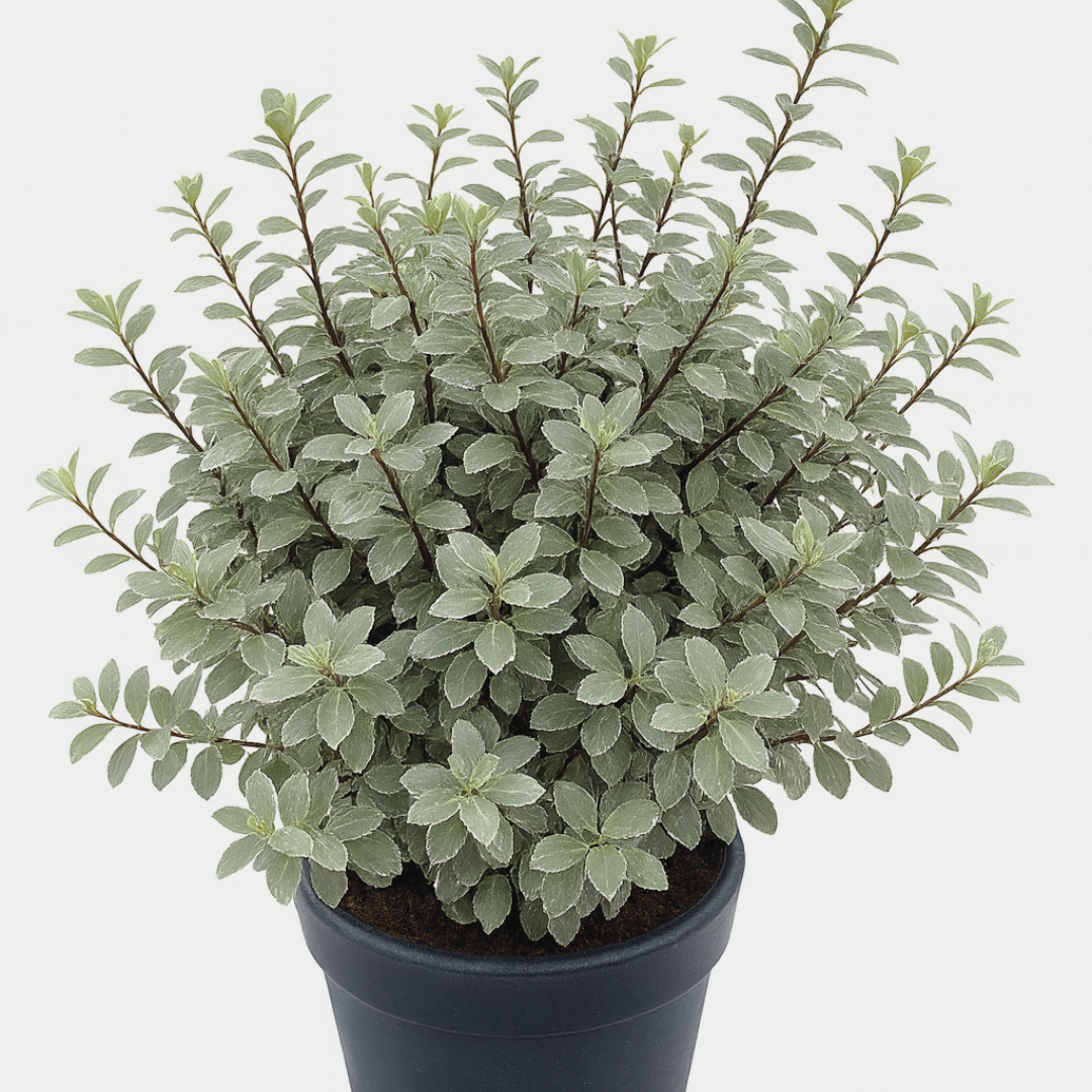 Pittosporum ‘Silver Ball’ — Hardy Shrub, 3L Pot