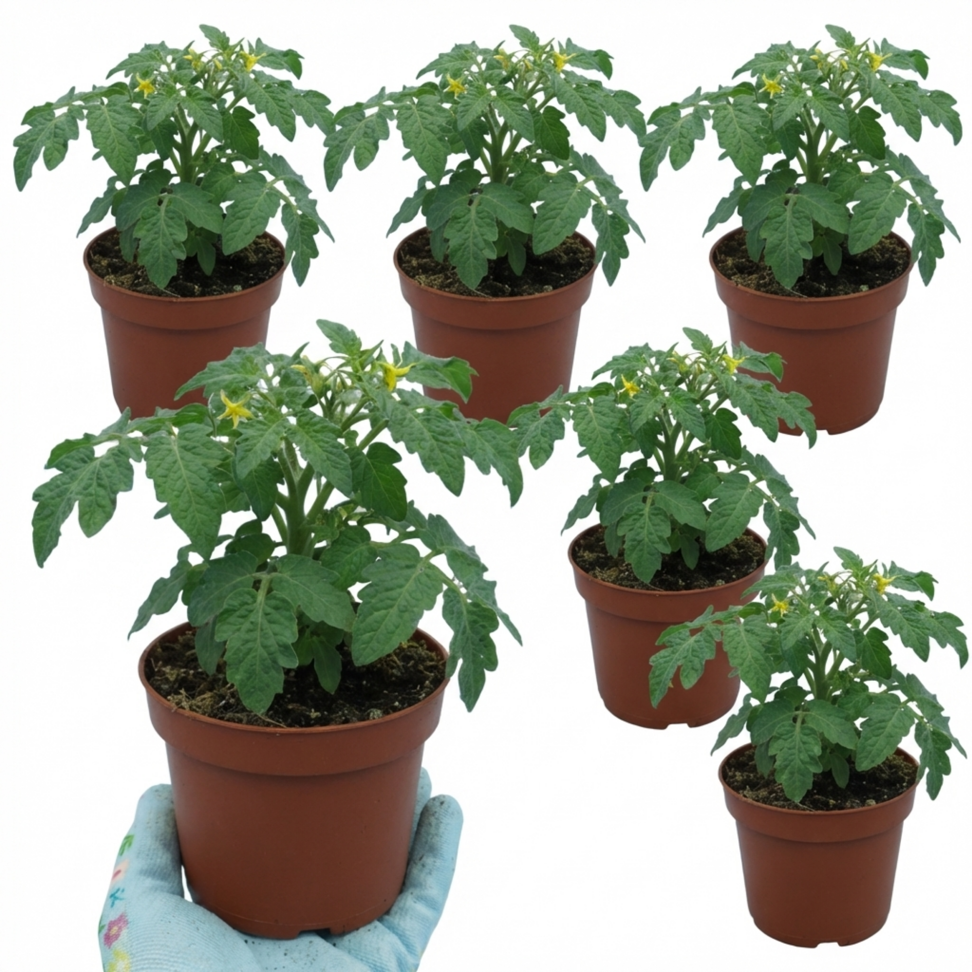 Tomato ‘Veranda Red’ — Fruit Plant / Tender Annual, 10.5cm Pot (Set of 3 or 6)