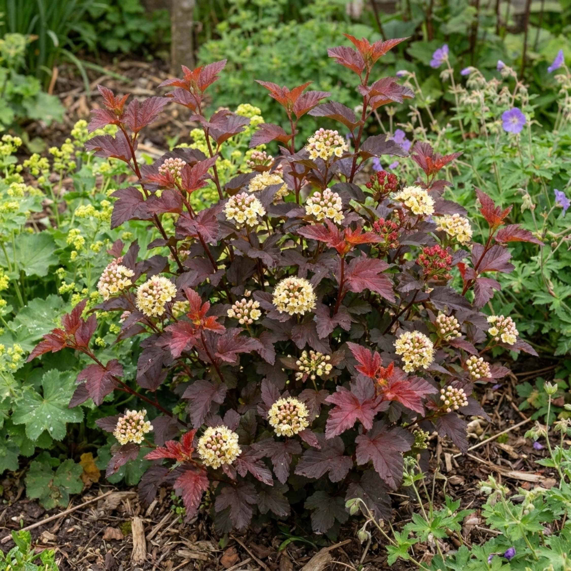 Physocarpus ‘Raspberry Lemonade’ — Deciduous Shrub, Bee-Friendly, 3L Pot