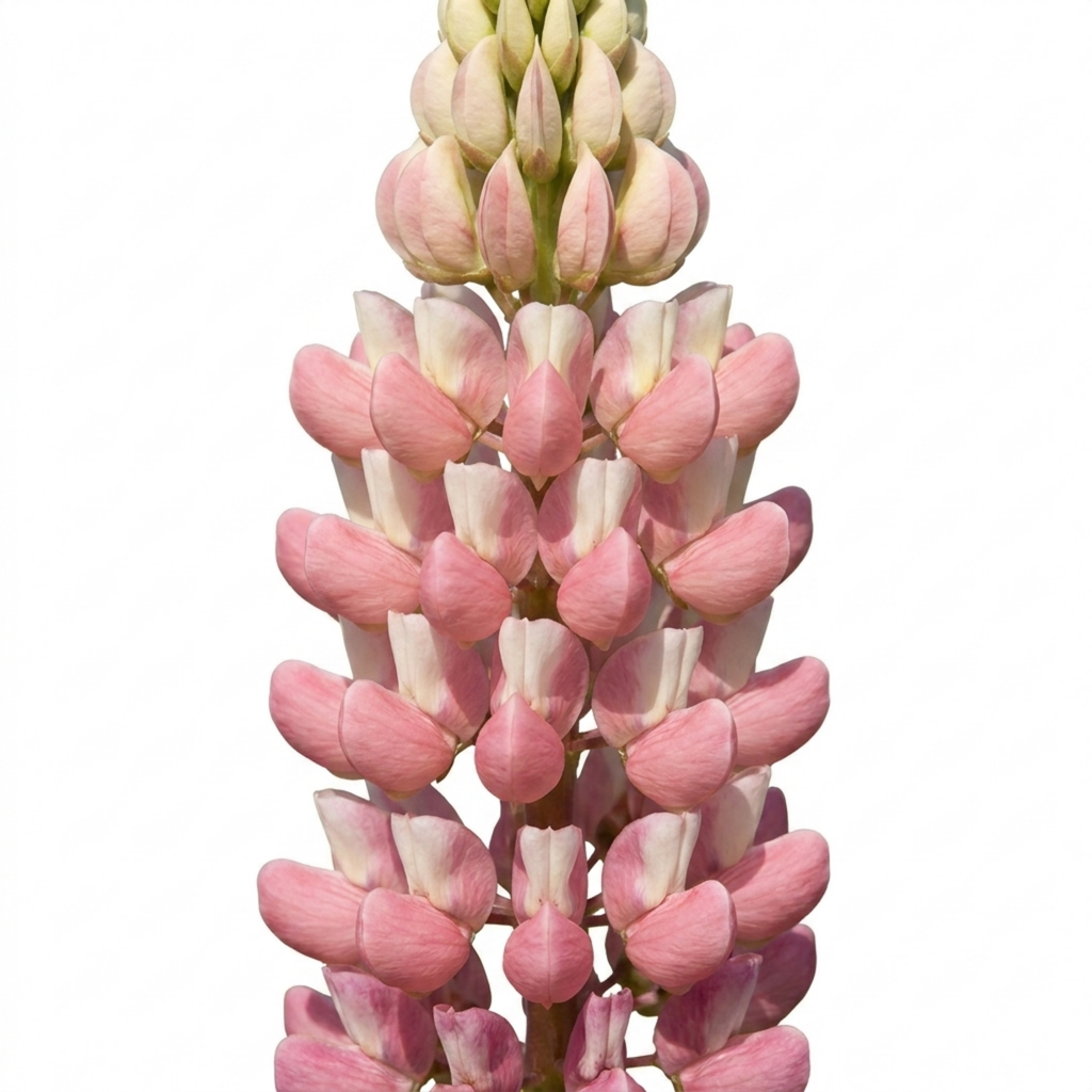 Lupin ‘Legendary Rose Shades’ — Herbaceous Perennial, Bee-Friendly, 3L Pot
