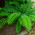 Cyrtomium fortunei — Holly Fern, Hardy Evergreen, 2L Pot