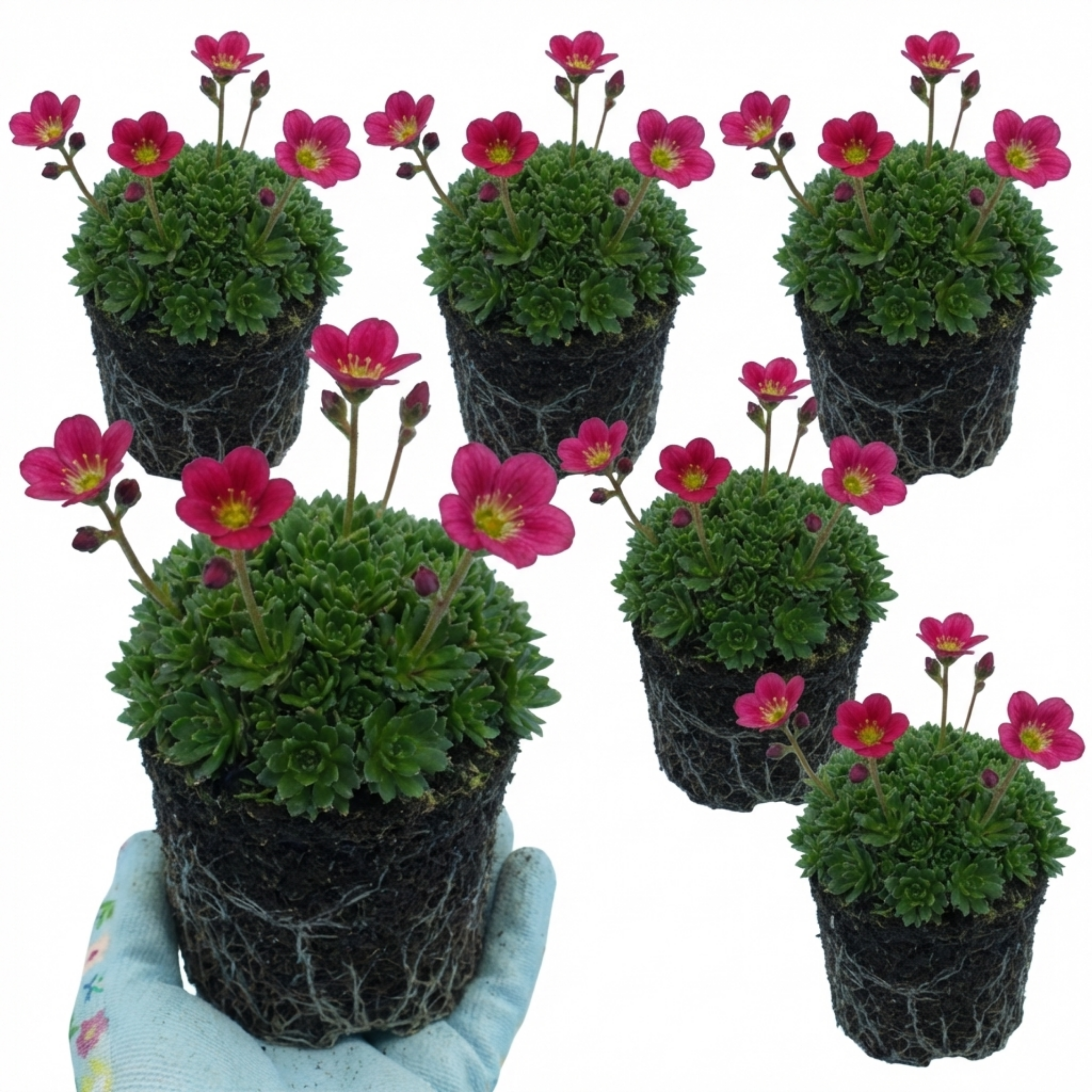 Saxifrage ‘Marto Rose’ — Hardy Evergreen Alpine Perennial, Bee-Friendly, 1L Pot (Set of 3 or 6)
