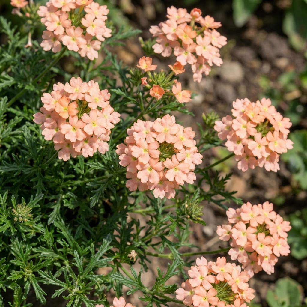 Verbena ‘Magelana Peach’ — Half-hardy Annual, Bee-Friendly, 10.5cm Pot (Set of 3 or 6)