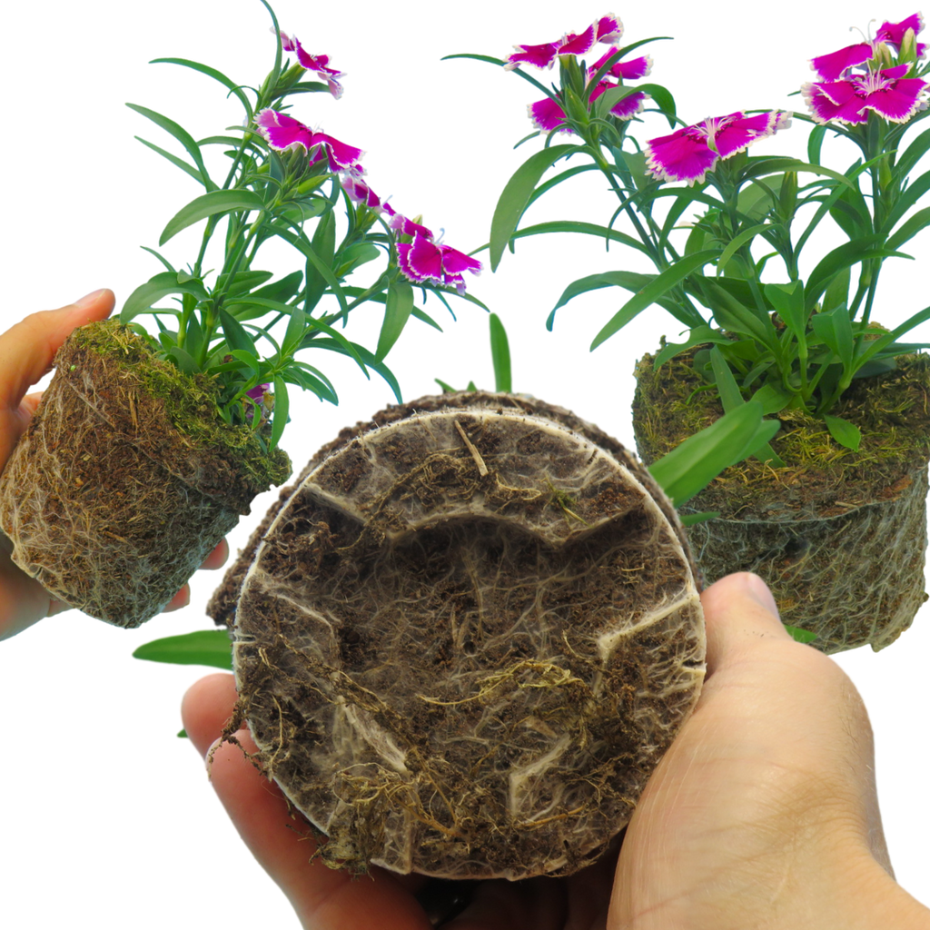 Dianthus ‘Festival Violet Picotee’ — Hardy Short-Lived Perennial (often grown as biennial), Bee-Friendly, 10.5cm Pot (Set of 3 or 6)