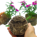 Dianthus ‘Festival Violet Picotee’ — Hardy Short-Lived Perennial (often grown as biennial), Bee-Friendly, 10.5cm Pot (Set of 3 or 6)