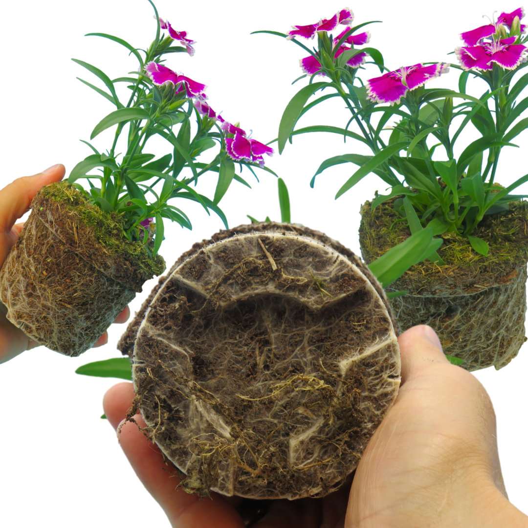 Dianthus ‘Festival Violet Picotee’ — Hardy Short-Lived Perennial (often grown as biennial), Bee-Friendly, 10.5cm Pot (Set of 3 or 6)