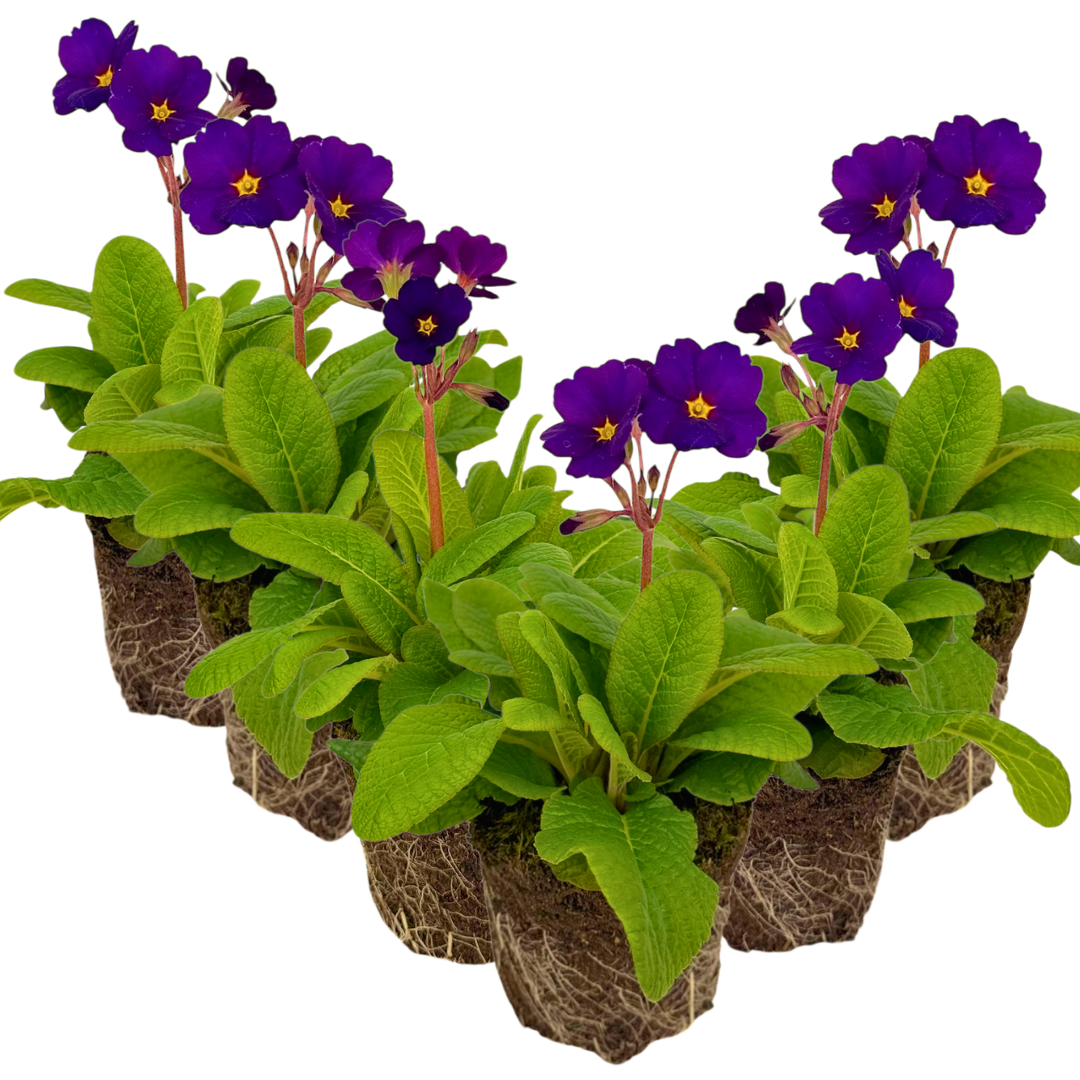 Polyanthus ‘Stella Pheasant Eye’ — Hardy Perennial, 1L Pot