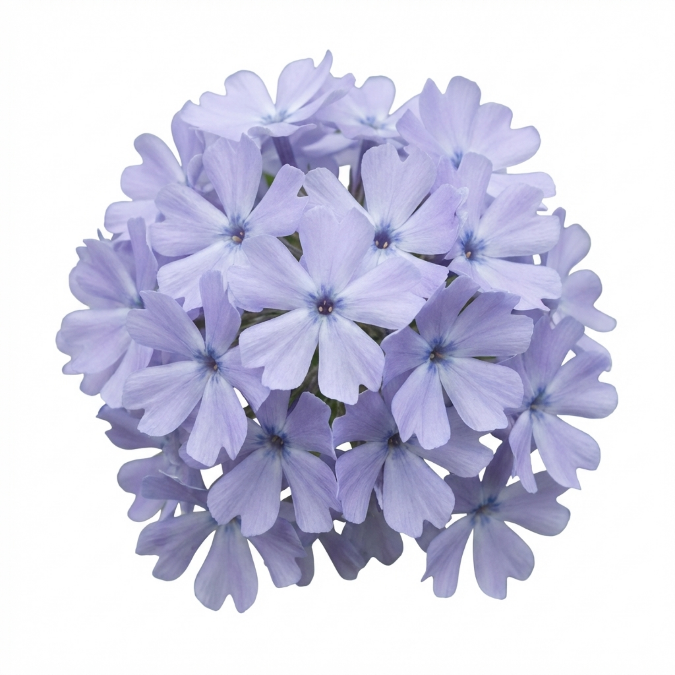 Phlox ‘Emerald Cushion Blue Alpine’ — Hardy Evergreen Perennial, Bee-Friendly, 1L Pot (Set of 3 or 6)