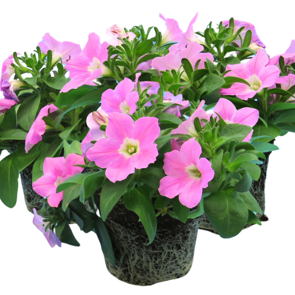 Petunia 'Easy Wave Pink' — Half-Hardy Annual, 10.5cm Pot (Set of 3 or 6)
