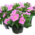 Petunia 'Easy Wave Pink' — Half-Hardy Annual, 10.5cm Pot (Set of 3 or 6)