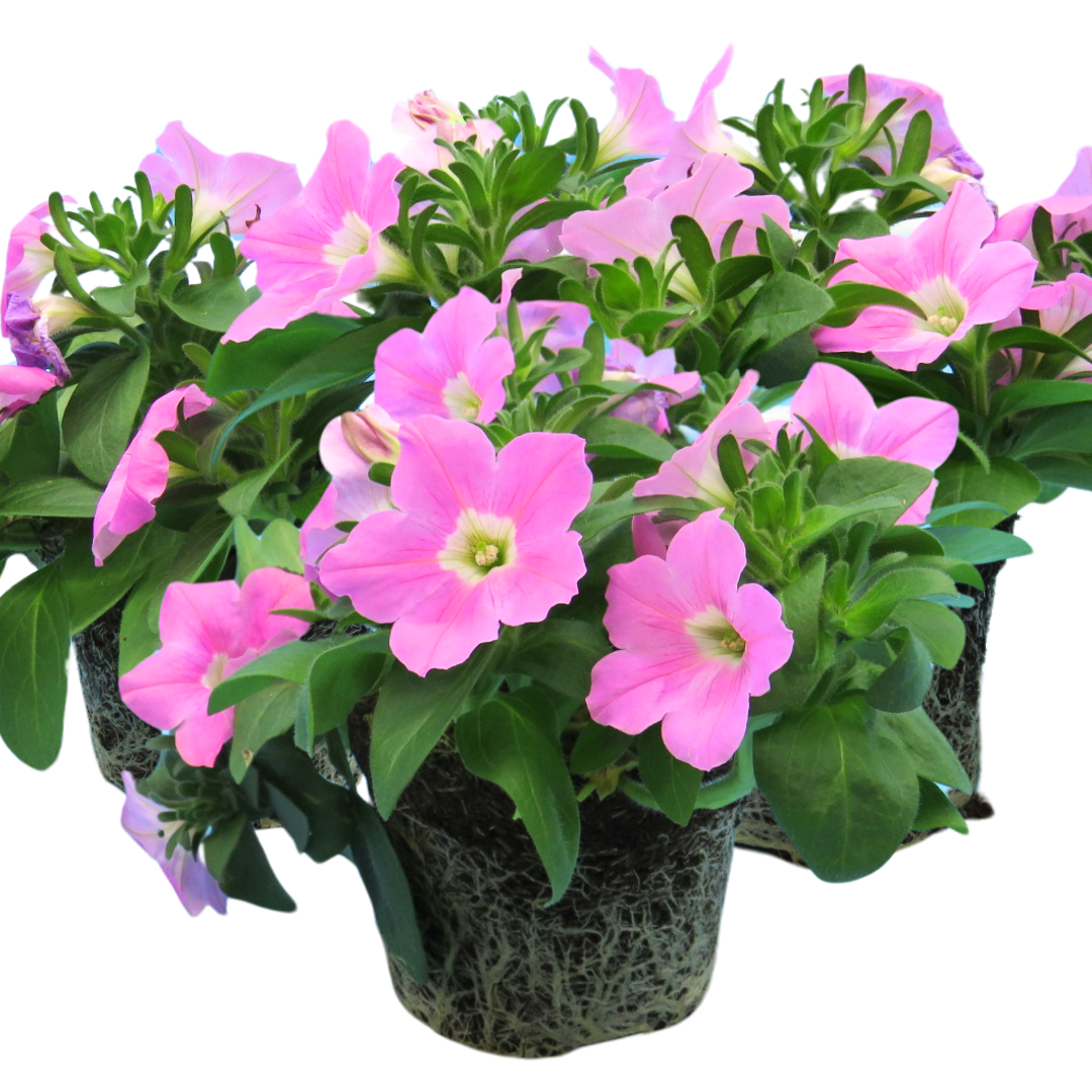 Petunia 'Easy Wave Pink' — Half-Hardy Annual, 10.5cm Pot (Set of 3 or 6)