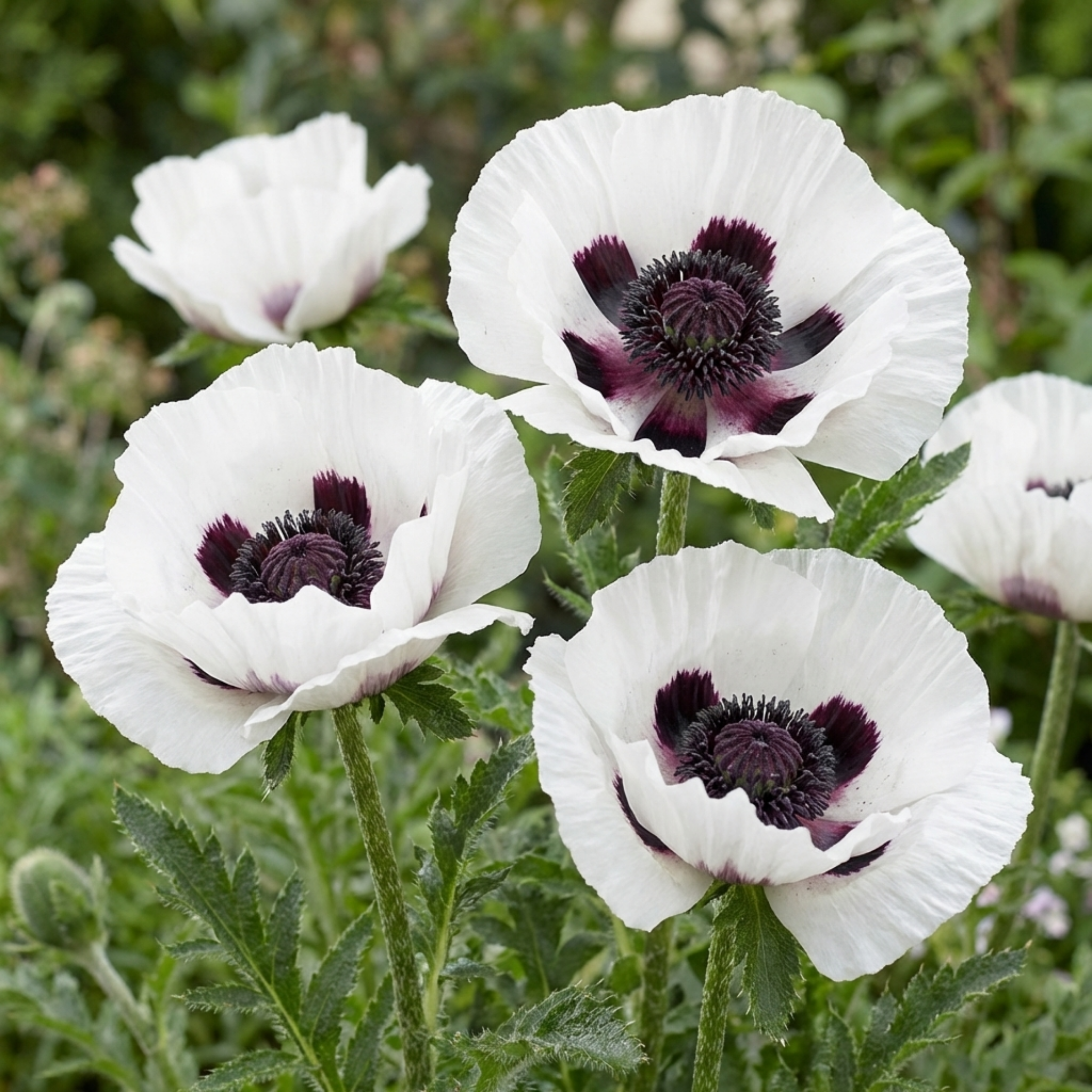 Papaver ‘Orientale Royal Wedding Poppy’ — Hardy Perennial, Bee-Friendly, 1L Pot