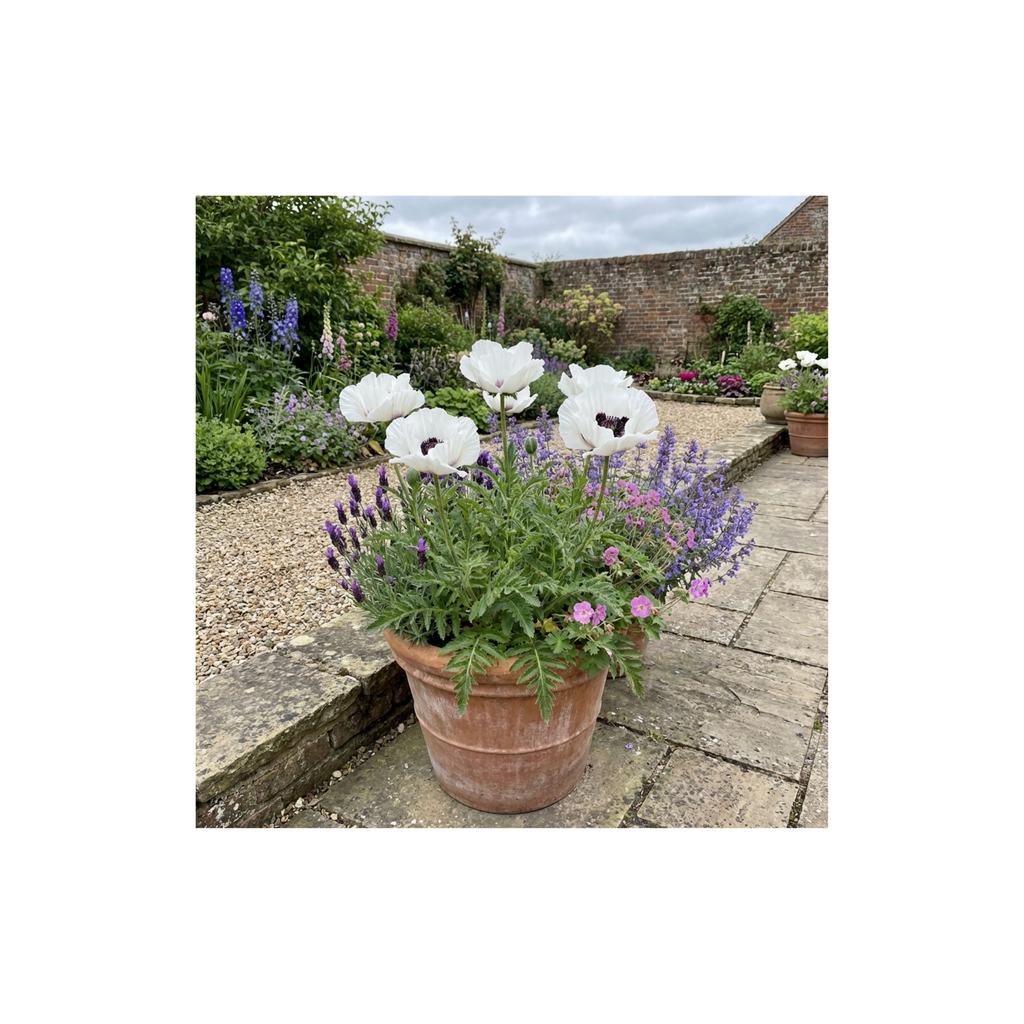Papaver ‘Orientale Royal Wedding’ — Hardy Perennial, Bee-Friendly, 1L Pot