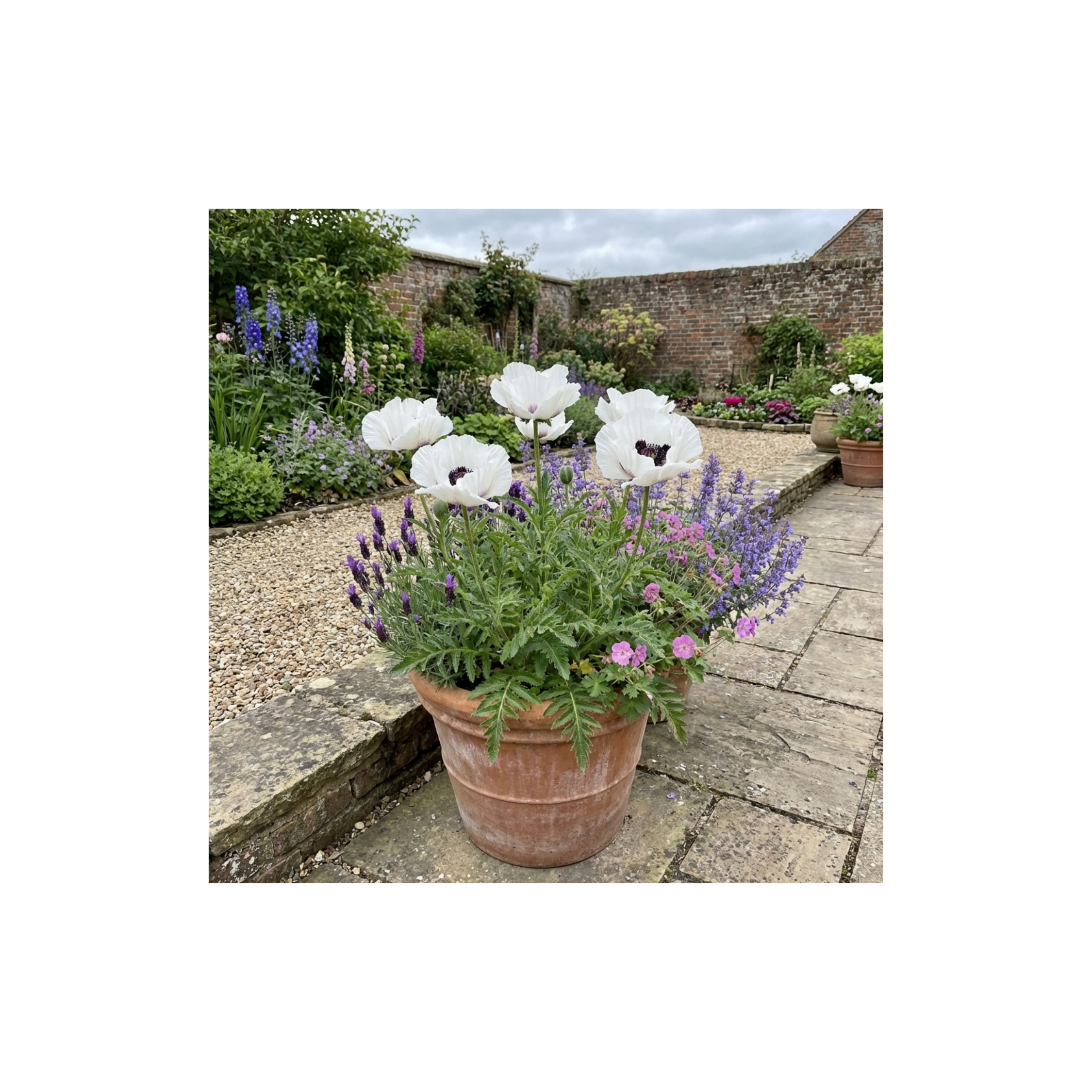 Papaver ‘Orientale Royal Wedding’ — Hardy Perennial, Bee-Friendly, 1L Pot