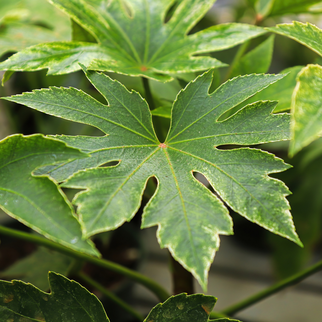 Fatsia ‘Spiders Web’ — Hardy Perennial, 3L Pot