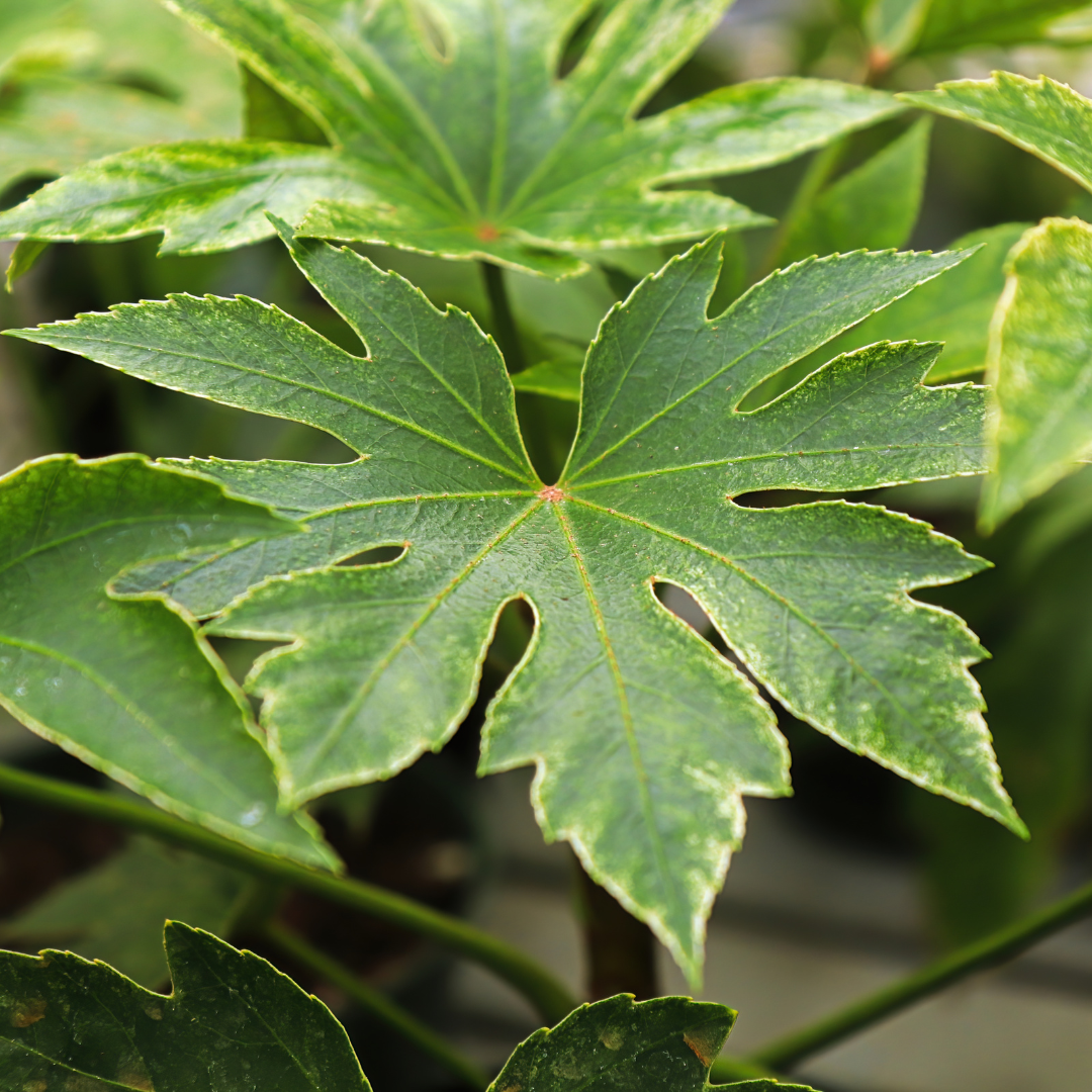 Fatsia ‘Spiders Web’ — Hardy Perennial, 3L Pot