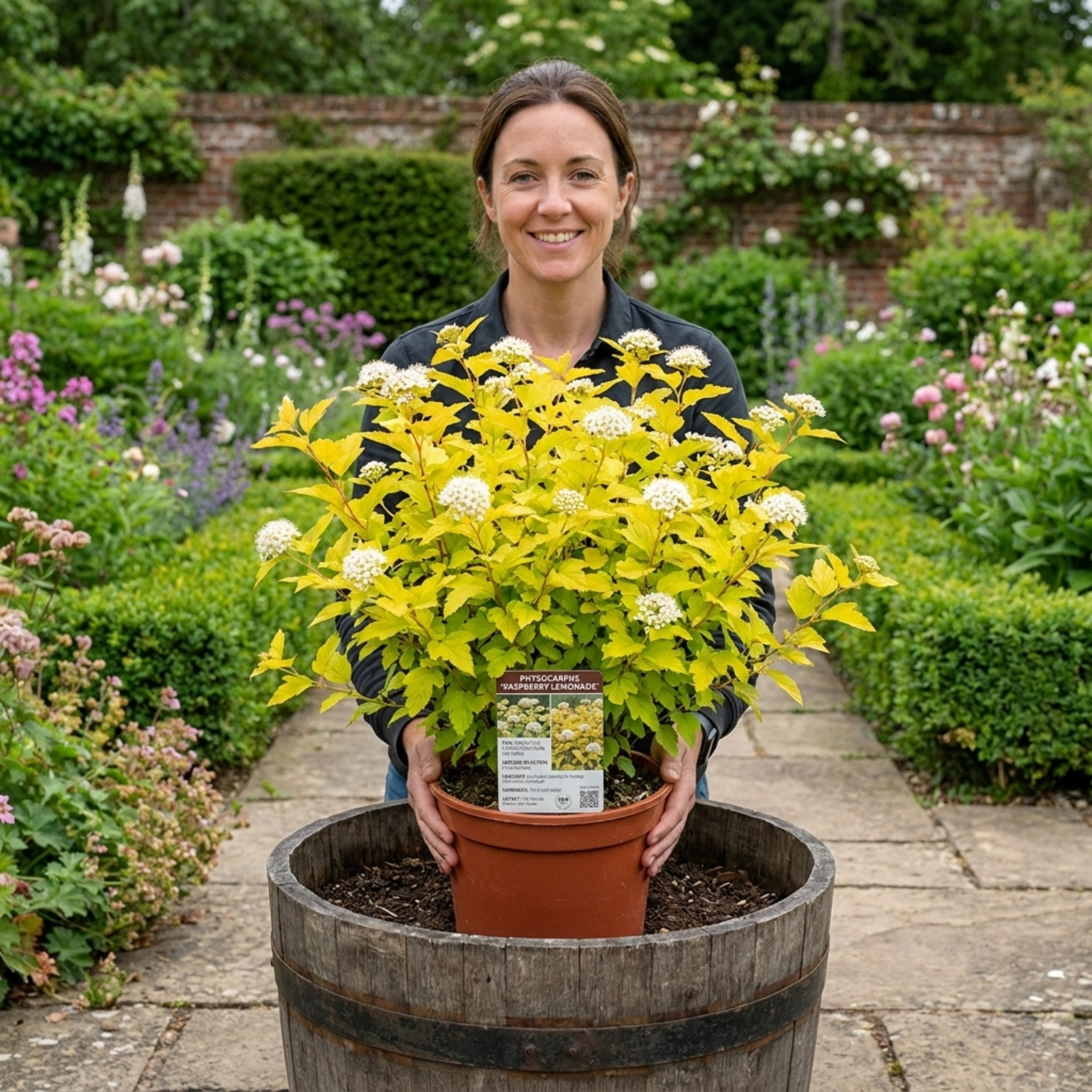 Physocarpus ‘Raspberry Lemonade’ — Deciduous Shrub, Bee-Friendly, 3L Pot