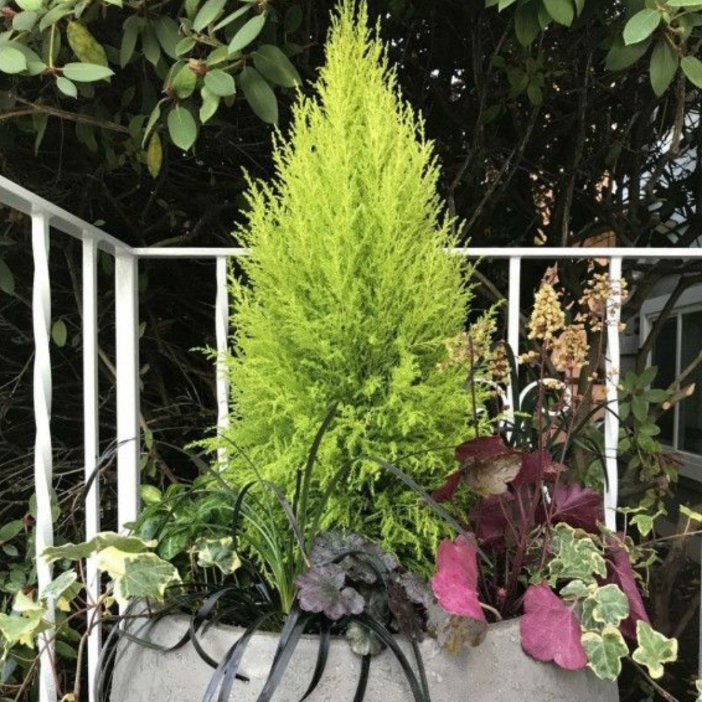 Cupressus ‘Wilma’ — Evergreen Coniferous Shrub, 13cm Pot (Set of 3 or 6)