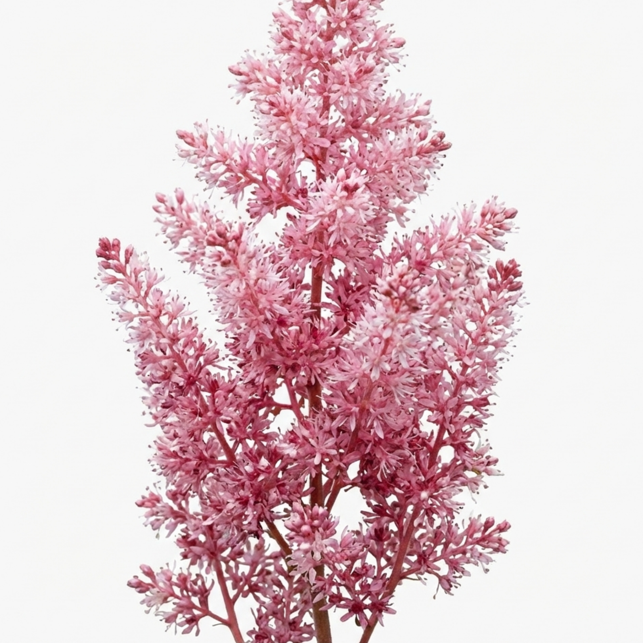 Tiarella ‘Pink Skyrocket’ — Hardy Perennial, Bee-Friendly, 2L Pot