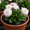 Bellis ‘Habanera White’ — Hardy Perennial, Bee-Friendly, 2L Pot