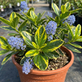 Ceanothus ‘Zanzibar’ — Evergreen Shrub, Bee-Friendly, 3L Pot
