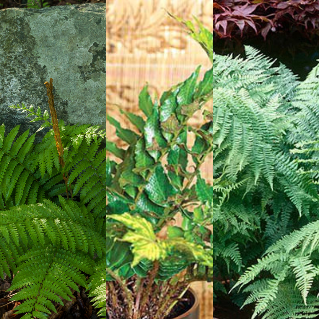 Dryopteris ‘Shield Fern’ — Hardy Deciduous Fern, 13cm Pot (Set of 3 or 6)