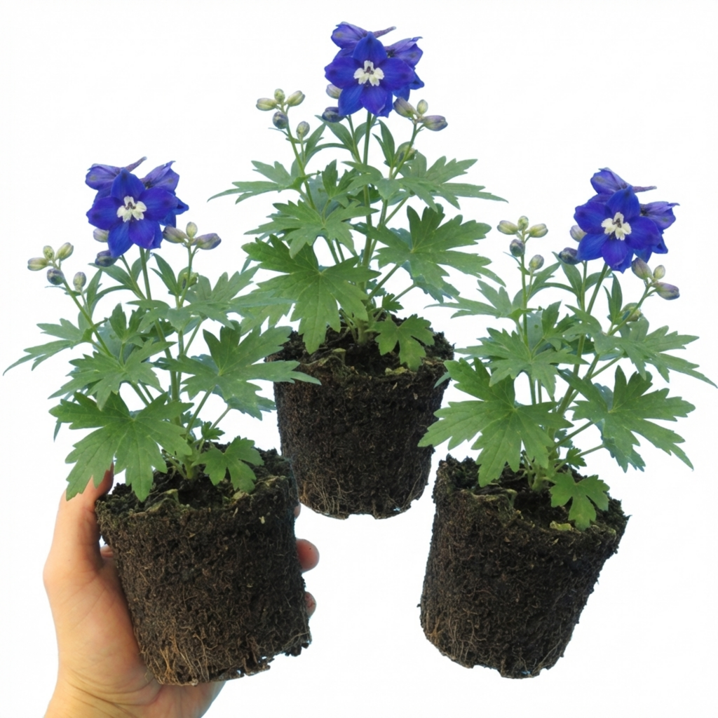 Delphinium ‘Dark Blue White’ — Hardy Perennial, Bee-Friendly, 1L Pot (Set of 3 or 6)