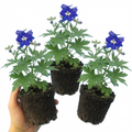 Delphinium ‘Dark Blue White’ — Hardy Perennial, Bee-Friendly, 1L Pot (Set of 3 or 6)