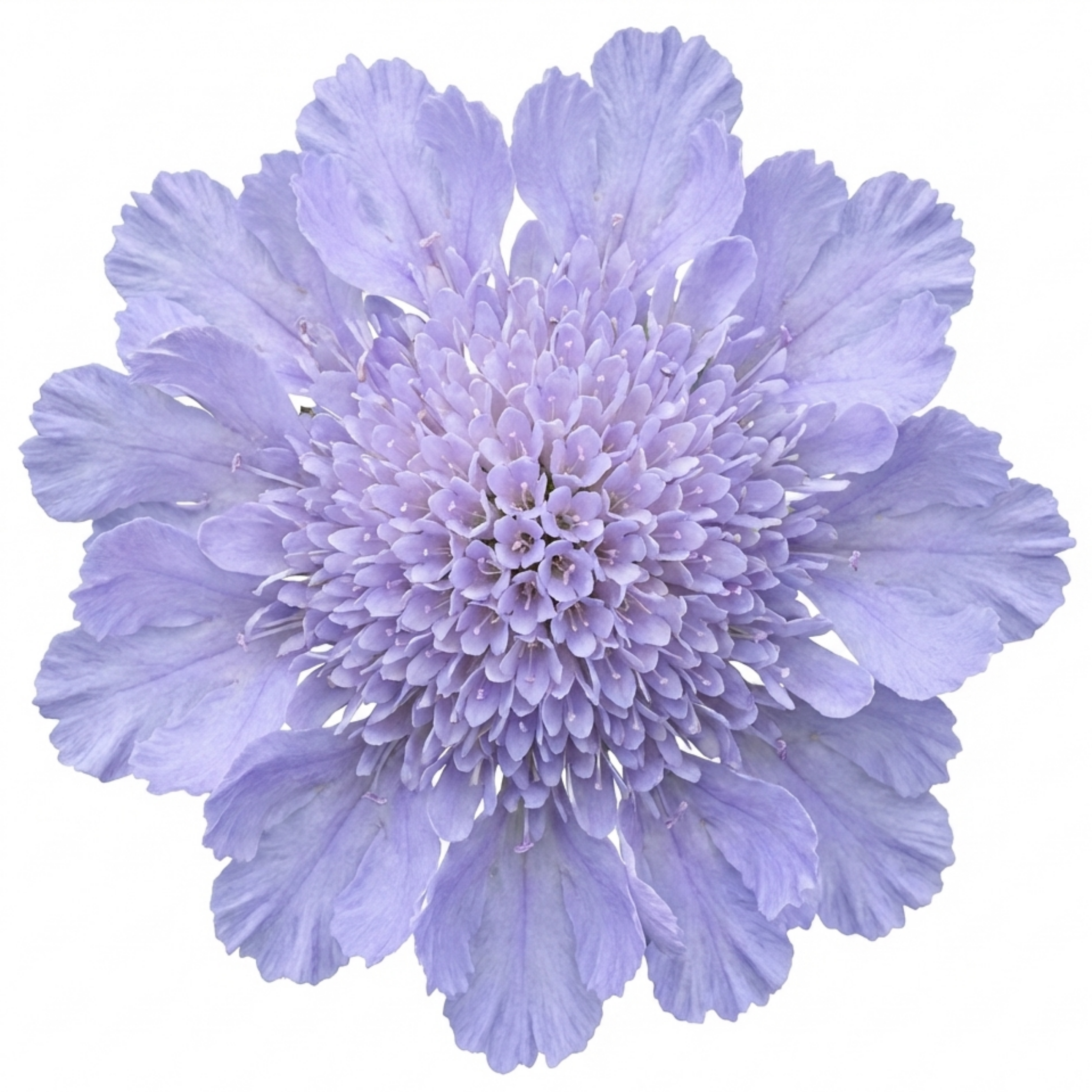 Scabious ‘Butterfly Blue’ — Hardy Perennial, Bee-Friendly, 2L Pot