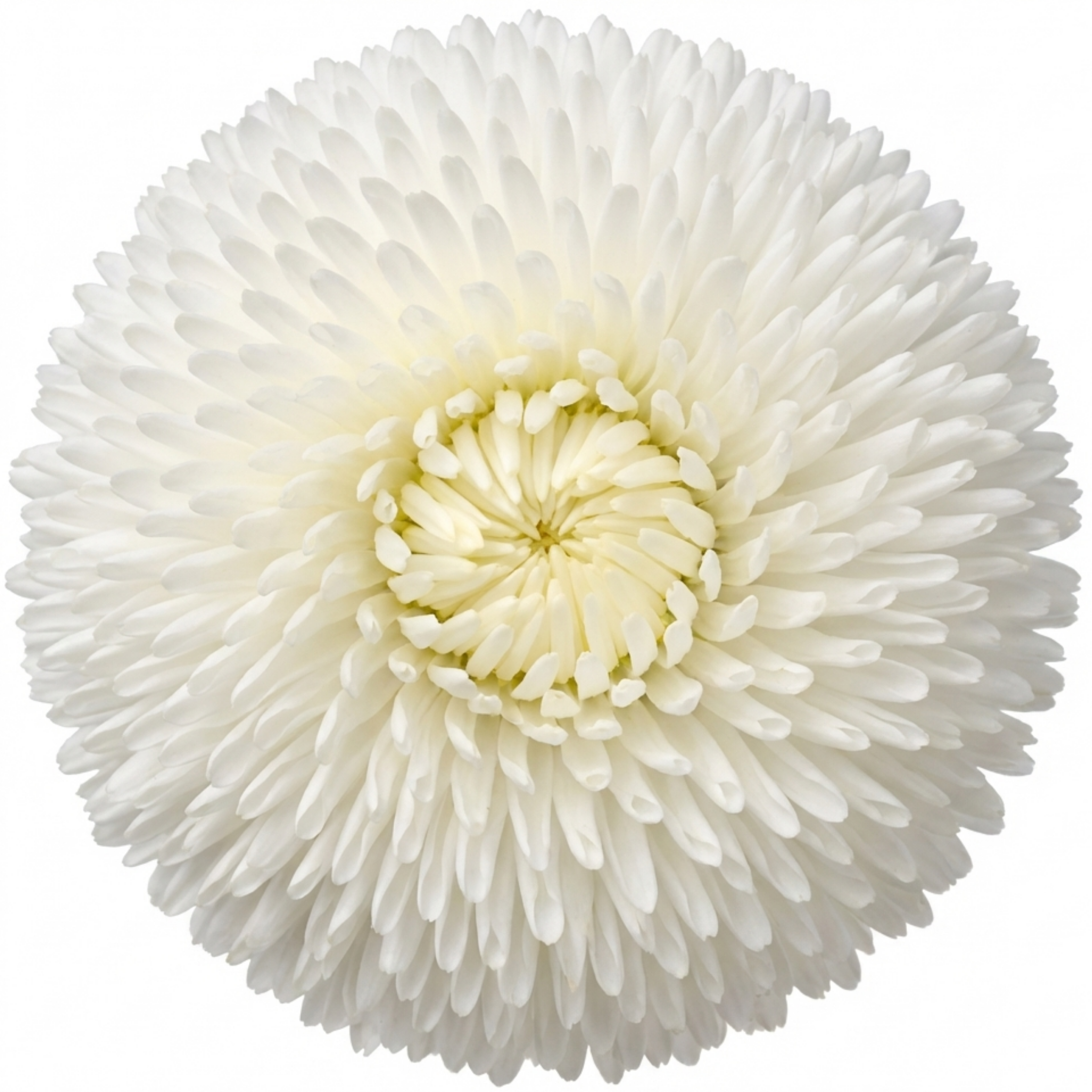 Bellis ‘Habanera White’ — Hardy Perennial, Bee-Friendly, 2L Pot