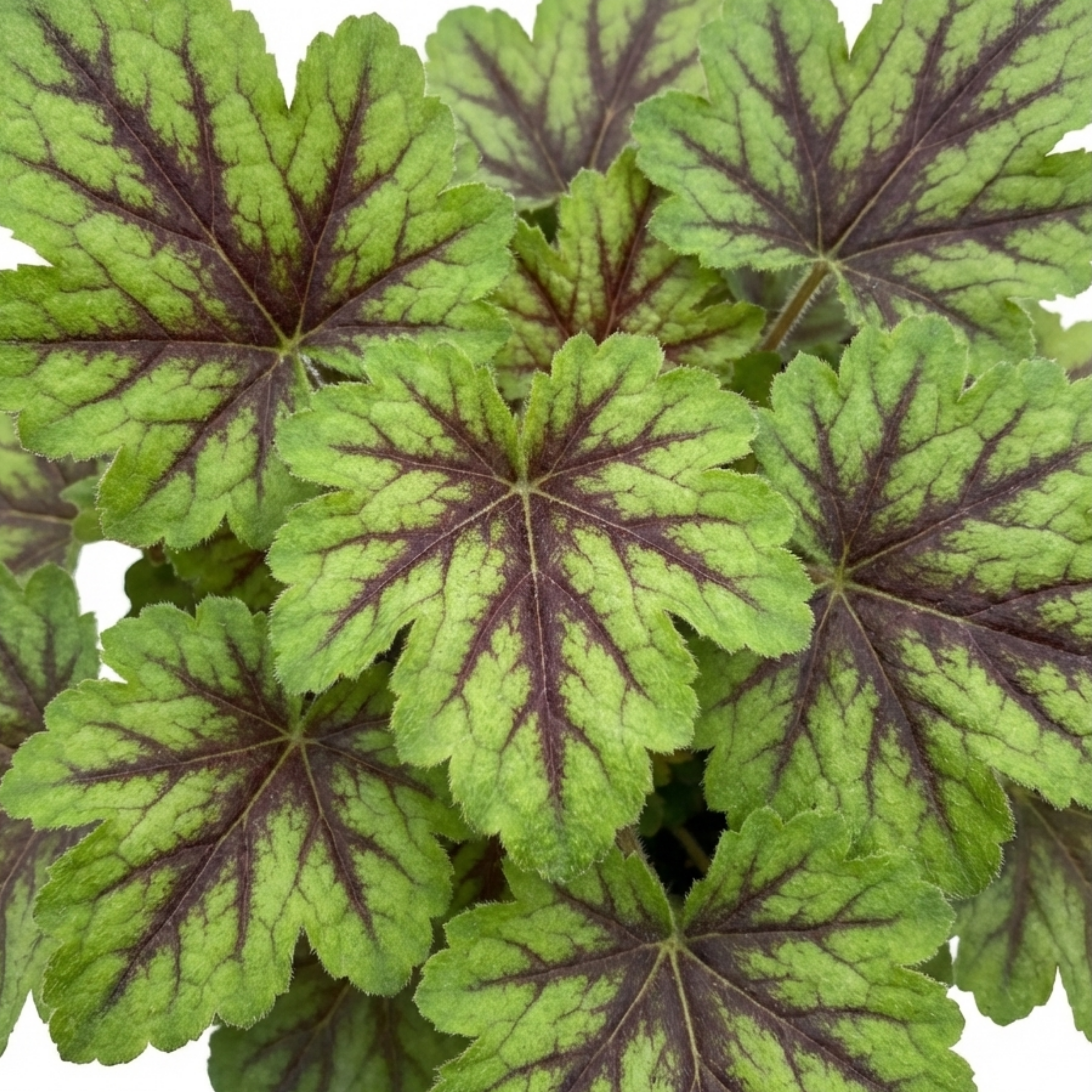 Tiarella ‘Angel Wings’ — Hardy Semi-Evergreen Perennial, Bee-Friendly, 2L Pot