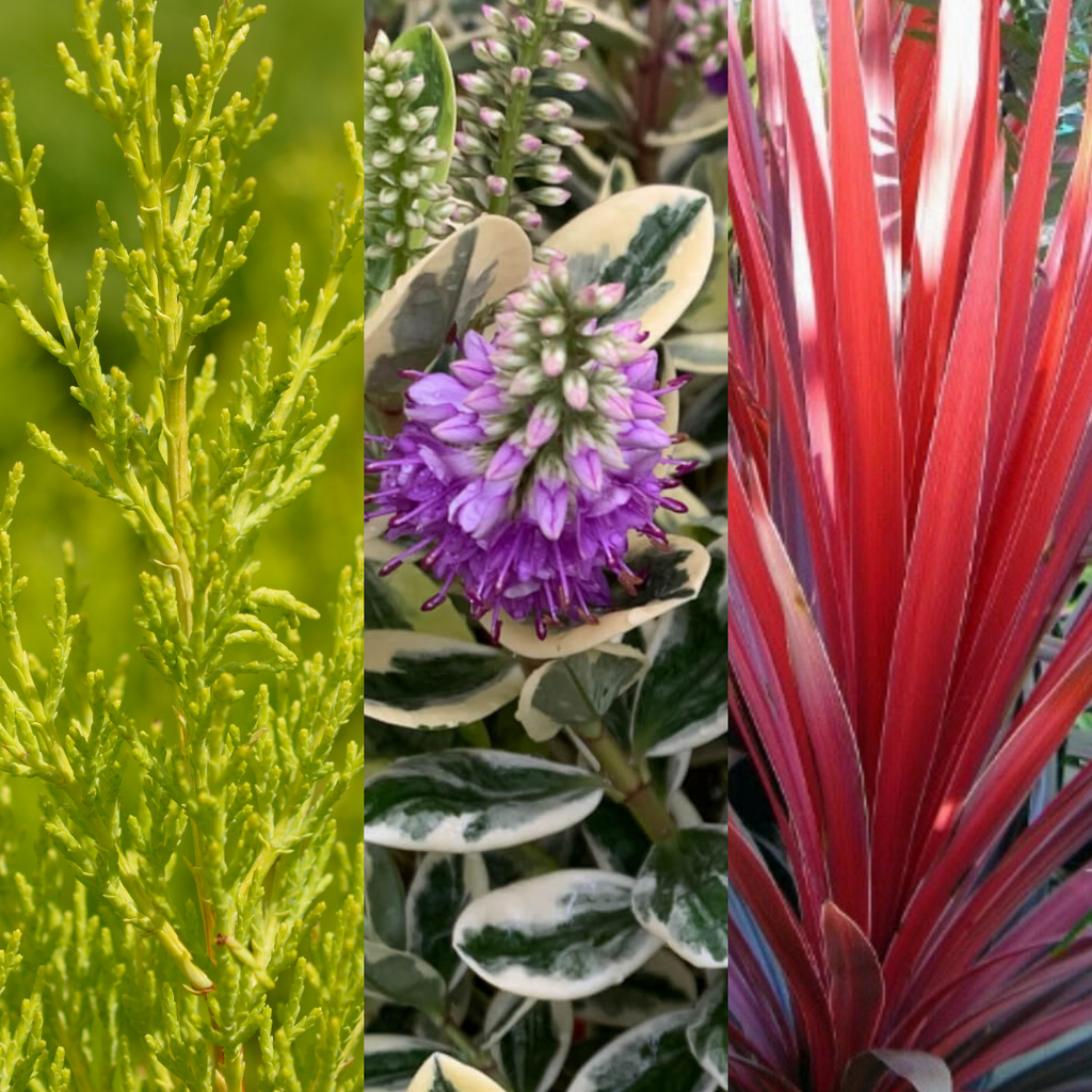 Container Middles Mix — Curated 3-Plant Set (Cupressus 'Wilma', Cordyline 'Red Star', Hebe 'Variegata'), 13cm Pots