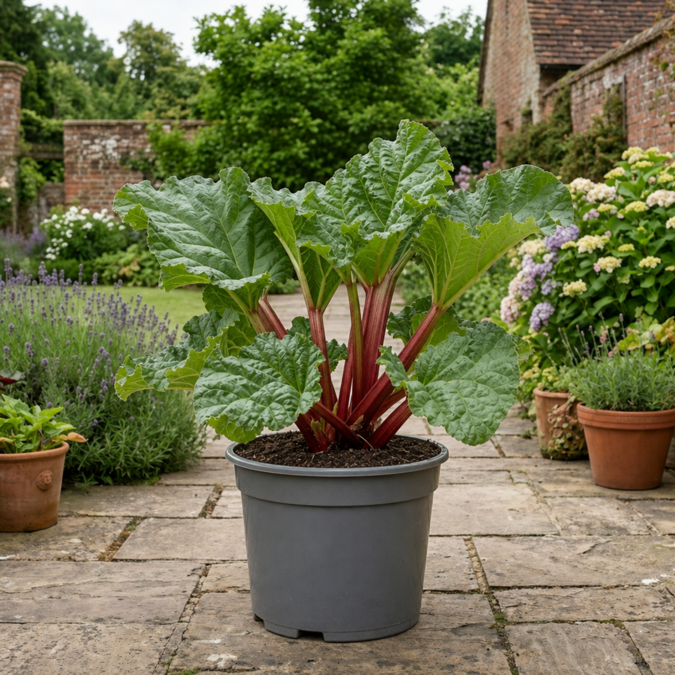 Rhubarb ‘Timperley Early’ — Hardy Perennial, 2L Pot