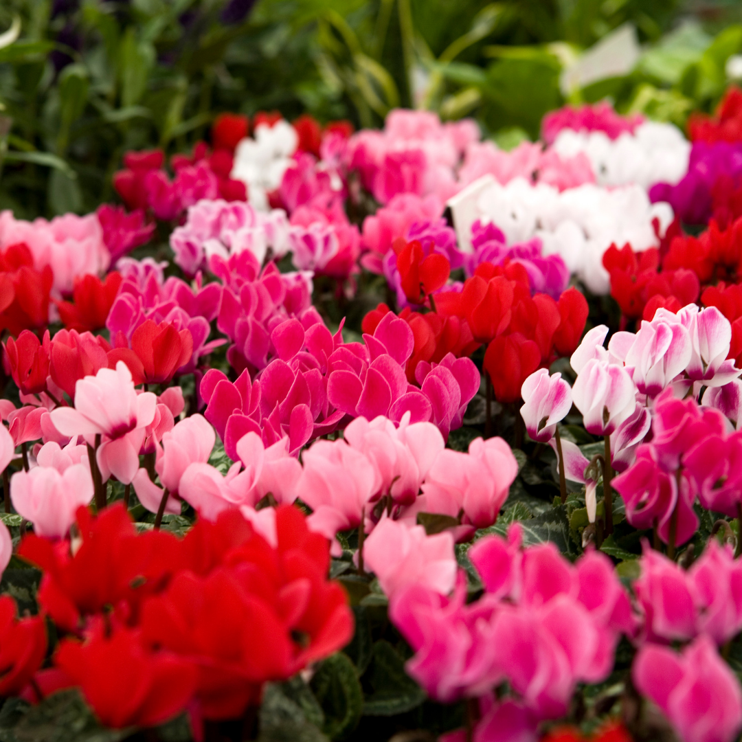 Cyclamen 'Growers Selection' — Tender Pot Plant Mix, 10.5cm Pot (Set of 3)