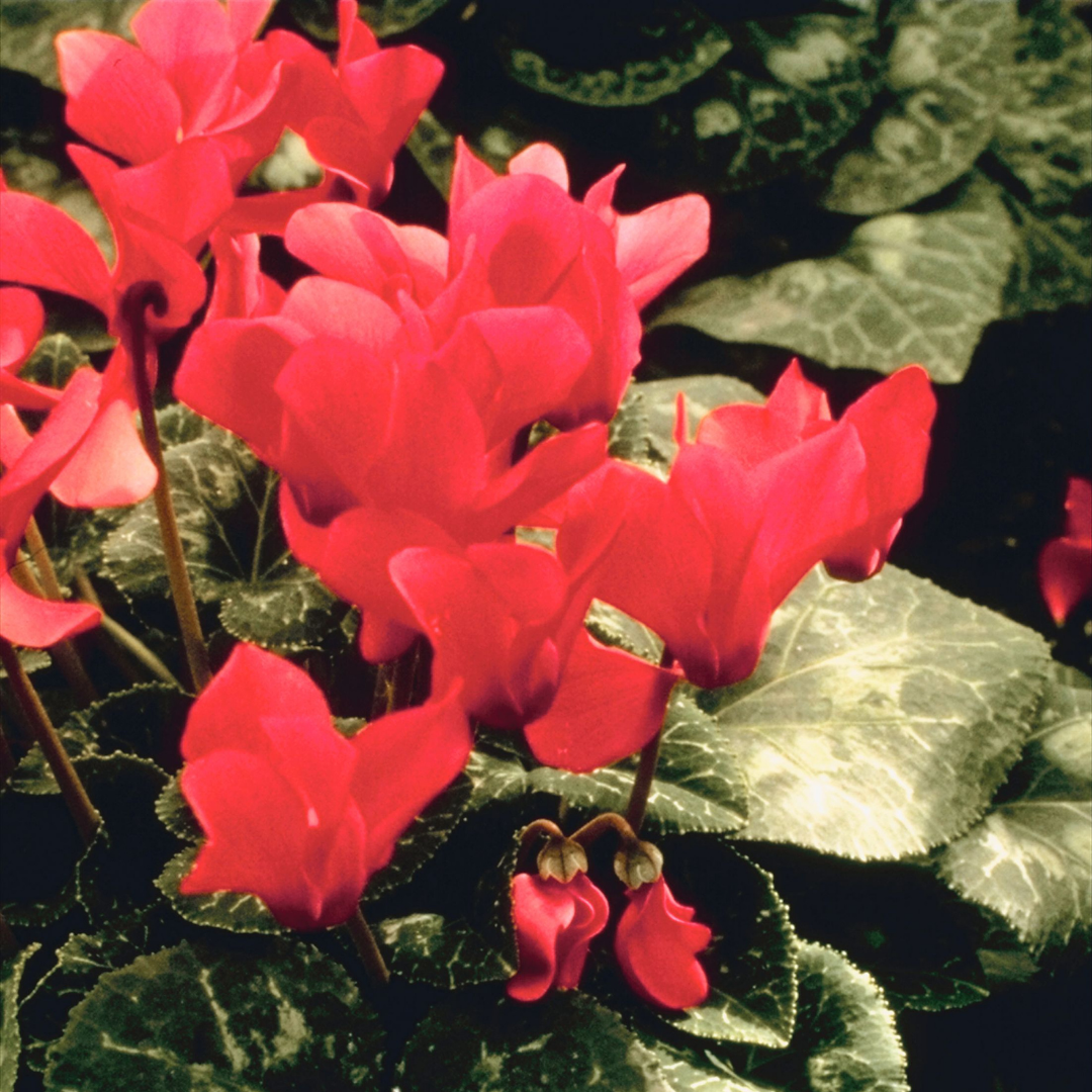 Cyclamen ‘Metis Decora Salmon’ — Tender Pot Plant (perennial in mild climates), 10.5cm Pot (Set of 3 or 6)