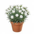 Dianthus ‘Memories’ — Hardy Perennial, Bee-Friendly, 2L Pot