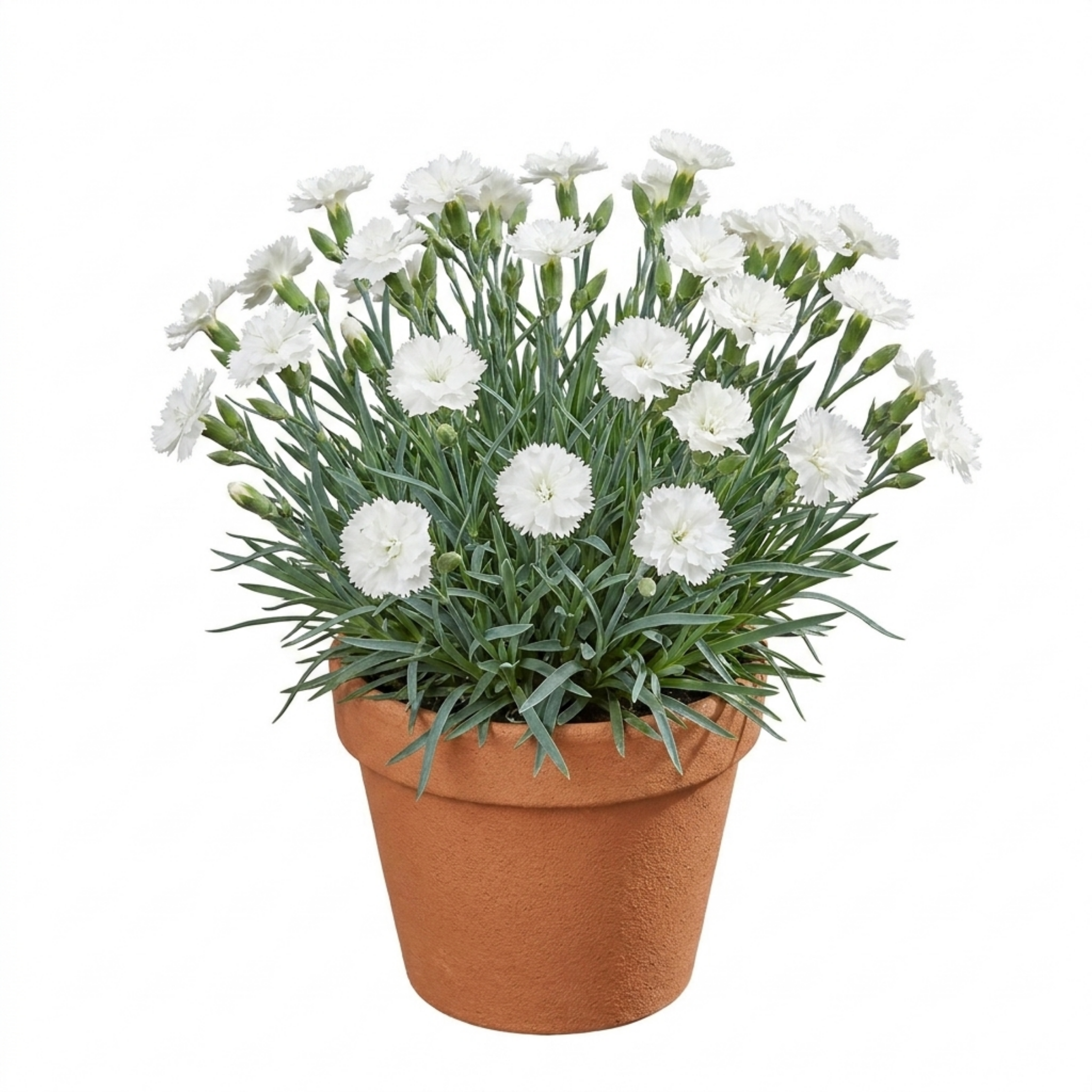 Dianthus ‘Memories’ — Hardy Perennial, Bee-Friendly, 2L Pot